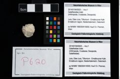 Foto (Objekt + Etikett) von Galatheoidea indet.  (NHMW-GEO-2014-0194-0620)
